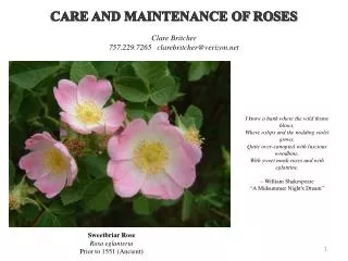 CARE AND MAINTENANCE OF ROSES Clare Britcher 757.229.7265 clarebritcher@verizon.net