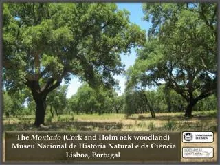 The Montado (Cork and Holm oak woodland) Museu Nacional de História Natural e da Ciência Lisboa, Portugal