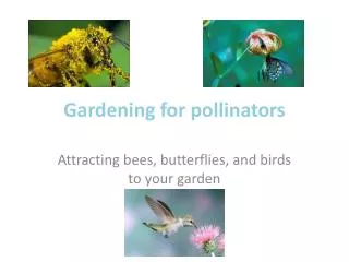 Gardening for pollinators