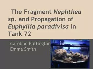 The Fragment Nephthea sp. and Propagation of Euphyllia paradivisa in Tank 72