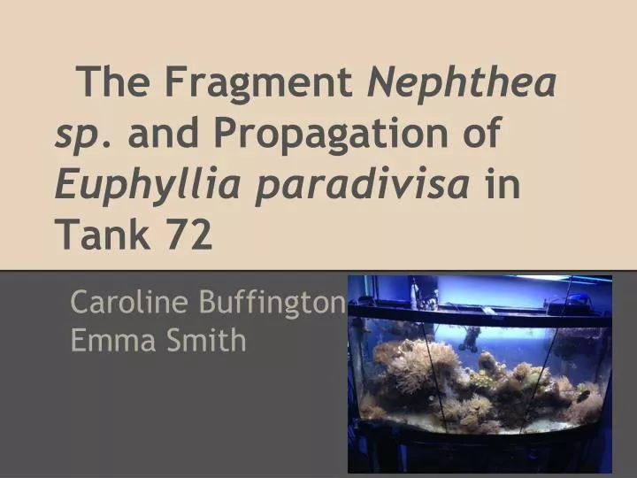 the fragment nephthea sp and propagation of euphyllia paradivisa in tank 72