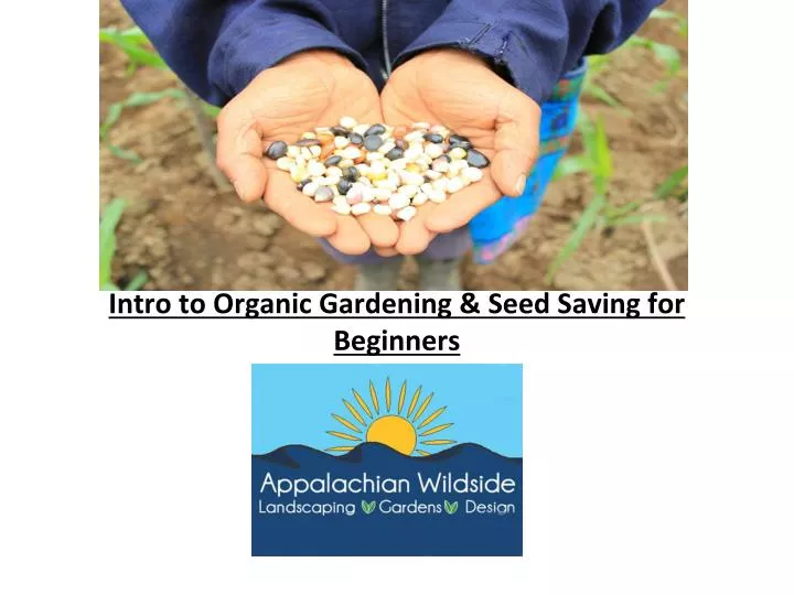 intro to organic gardening seed saving for beginners