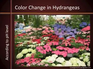 Color Change in Hydrangeas