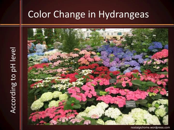 color change in hydrangeas