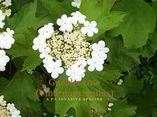 Guelder rose ( Viburnum opulus )