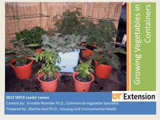 Growing Vegetables in Containers