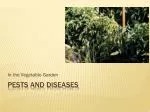 Pests and diseases - slide 1