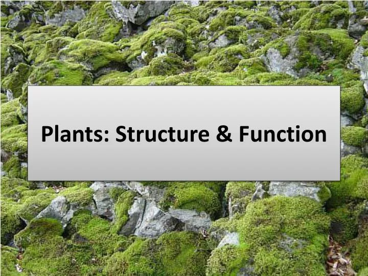 plants structure function