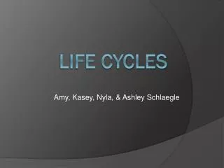 LIFE CYCLES