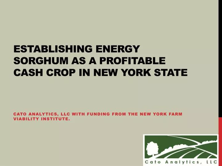 establishing energy sorghum as a profitable cash crop in new york state