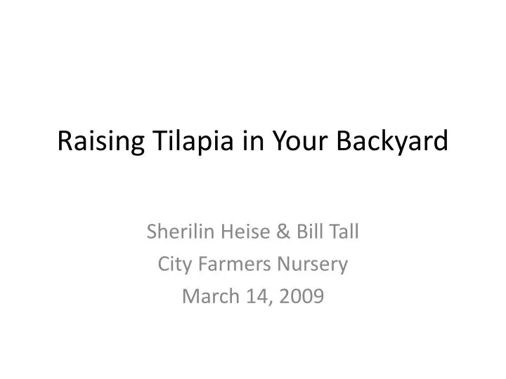 raising tilapia in your backyard