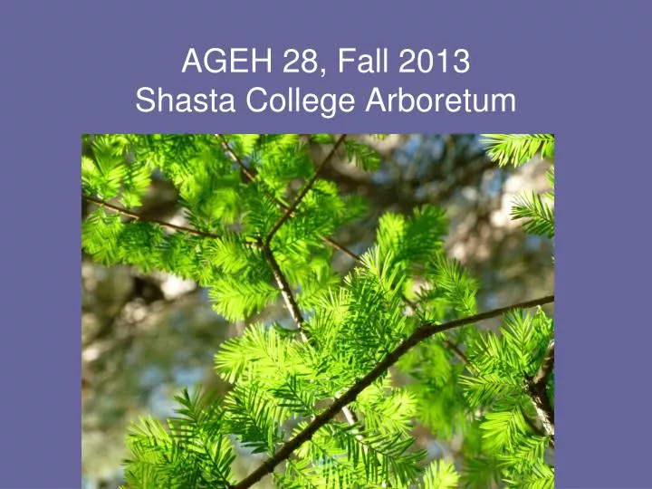 ageh 28 fall 2013 shasta college arboretum