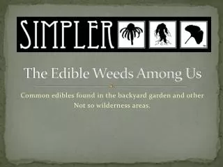 The Edible Weeds Among Us