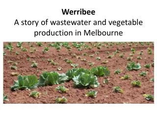 Werribee A story of wastewater and vegetable production in Melbourne
