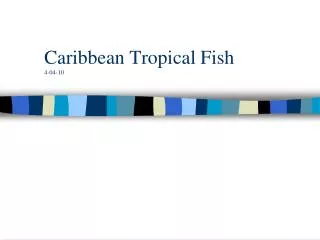 Caribbean Tropical Fish 4-04-10