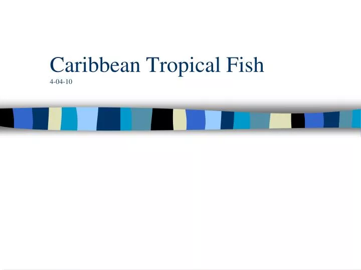 caribbean tropical fish 4 04 10
