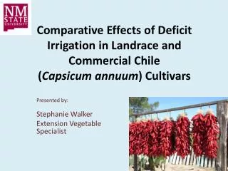 Comparative Effects of Deficit Irrigation in Landrace and Commercial Chile ( Capsicum annuum ) Cultivars