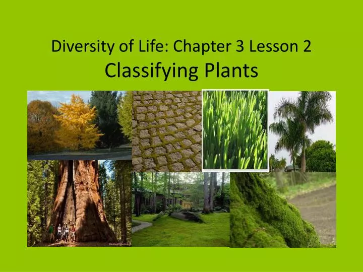 diversity of life chapter 3 lesson 2 classifying plants