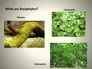 What are Bryophytes?