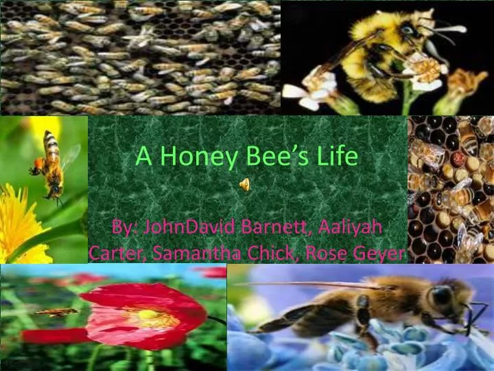 a honey bee s life