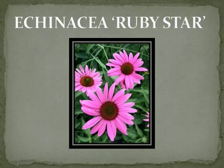 echinacea ruby star