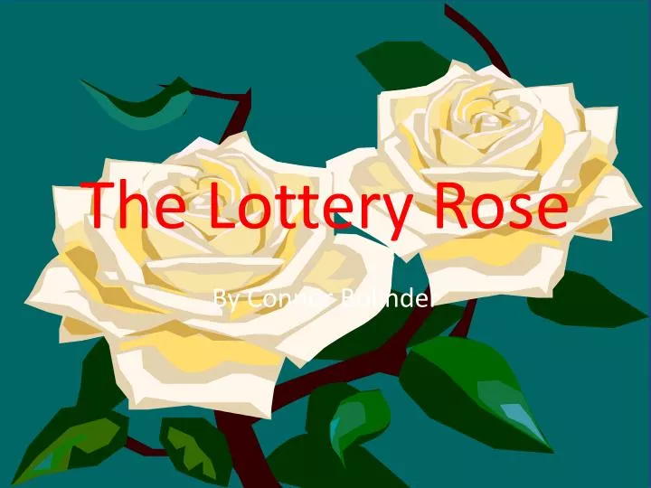 the lottery rose