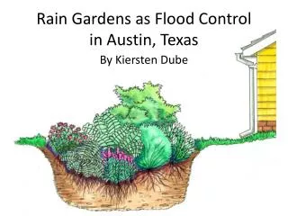 Rain Gardens as Flood Control in Austin, Texas