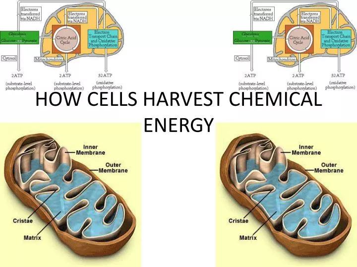 how cells harvest chemical energy