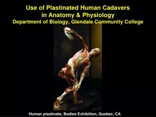 Use of Plastinated Human Cadavers in Anatomy &amp; Physiology Department of Biology, Glendale Community College