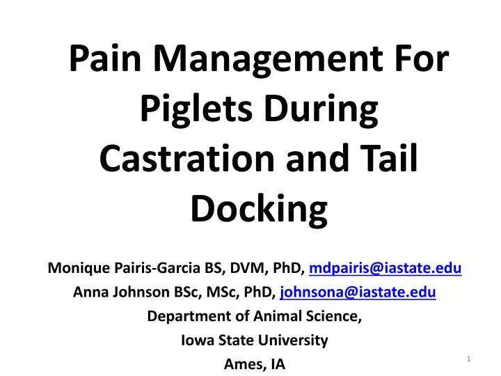 pain management for piglets during castration and tail d ocking