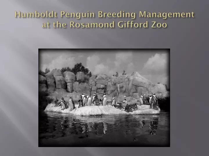 humboldt penguin breeding management at the rosamond gifford zoo