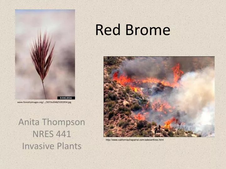 red brome