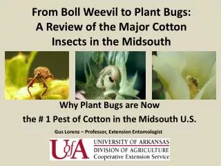 From Boll Weevil to Plant Bugs: A Review of the Major Cotton Insects in the Midsouth