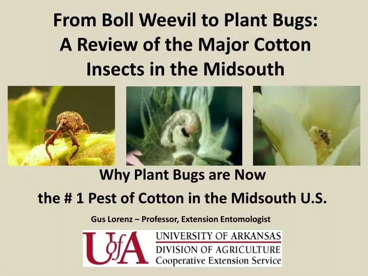 from boll weevil to plant bugs a review of the major cotton insects in the midsouth