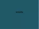 Wildlife - slide 1