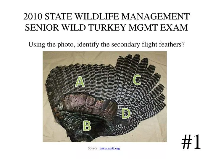 2010 state wildlife management senior wild turkey mgmt exam