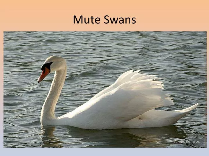 mute swans