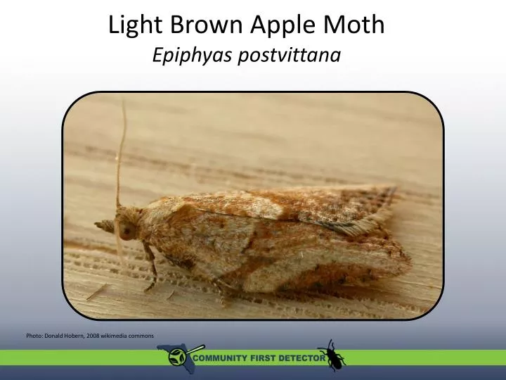 light brown apple moth epiphyas postvittana
