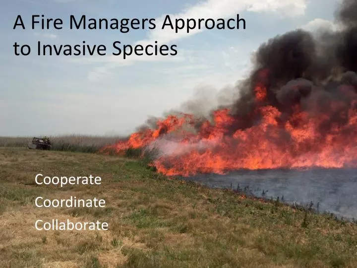 a fire managers approach to invasive species