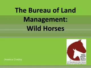 The Bureau of Land Management: Wild Horses