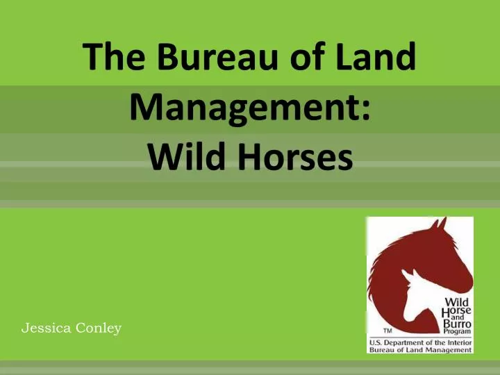 the bureau of land management wild horses