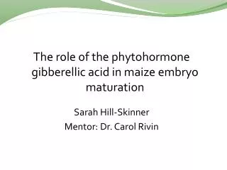 The role of the phytohormone gibberellic acid in maize embryo maturation Sarah Hill-Skinner Mentor: Dr. Carol Rivin