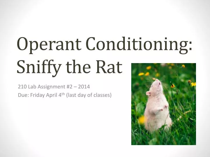 o perant conditioning sniffy the rat