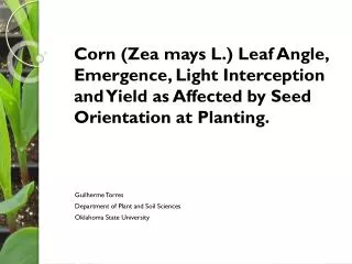 Corn ( Zea mays L.) Leaf Angle, Emergence, Light Interception and Yield as Affected by Seed Orientation at Planting