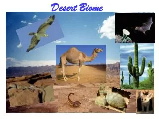 Desert Biome