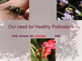 Our need for Healthy Pollination