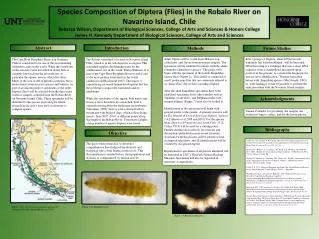 Species Composition of Diptera (Flies) in the Robalo River on Navarino Island, Chile