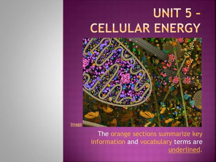 unit 5 cellular energy