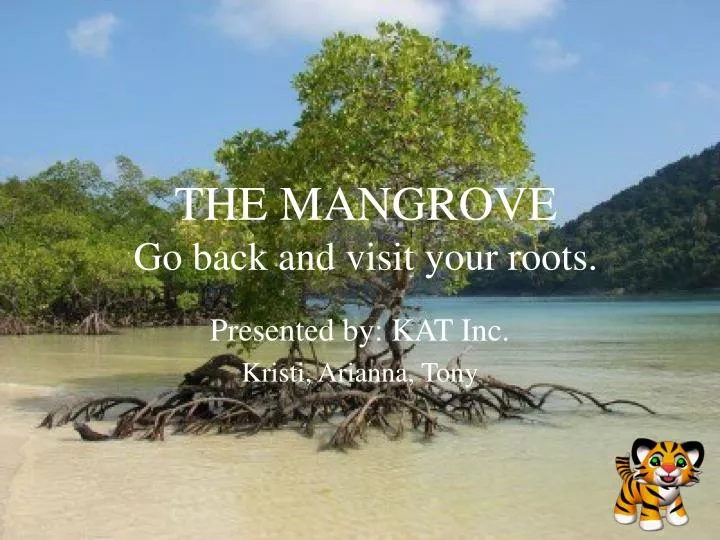 the mangrove go back and visit your roots