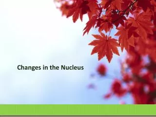 Changes in the Nucleus
